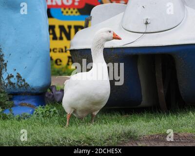 Leysdown, Kent, Royaume-Uni. 21 novembre 2020. Une oie est devenue le meilleur ami avec un vieux bateau d'amusement 'wan bateau', qui est maintenant situé à l'extérieur de Bay View Garden Center près de Leysdown dans le Kent. L'oie est régulièrement vue assis avec le cygne en plastique beaucoup plus grand. Le 'Leysdown Giant' est également à proximité et a été décoré pour soutenir le NHS. Crédit : James Bell/Alay Live News Banque D'Images