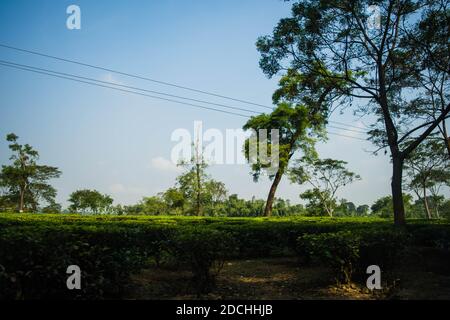 Jardin de thé vert d'Assam cultivé dans les basses terres et la vallée de la rivière Brahmaputra, Golaghat. Plantations de thé Banque D'Images