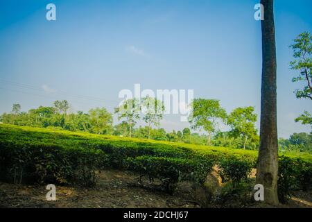 Jardin de thé vert d'Assam cultivé dans les basses terres et la vallée de la rivière Brahmaputra, Golaghat. Plantations de thé Banque D'Images