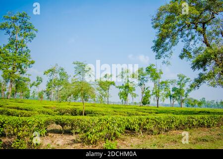 Jardin de thé vert d'Assam cultivé dans les basses terres et la vallée de la rivière Brahmaputra, Golaghat. Plantations de thé Banque D'Images