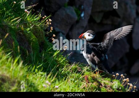 Un macareux adulte (Fratercula arctica) en été, avec des ailes en surplomb sur l'île de Handa, au large de la côte nord-ouest de l'Écosse. Juin. Banque D'Images