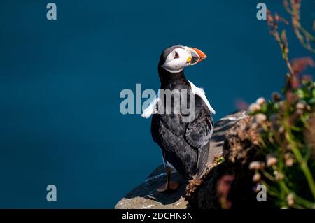 Un macareux adulte (Fratercula arctica) en été plumage debout sur le bord de la falaise et regardant Sur son épaule sur l'île de Handa au large de la nord w Banque D'Images