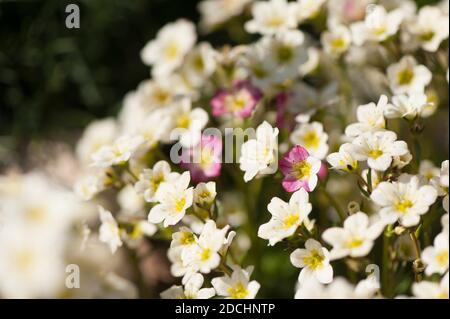 Saxifraga 'Pixie blanche' en fleur avec quelques pétales roses Banque D'Images