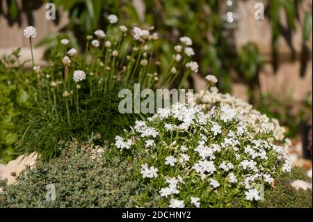 Phlox sususuculata 'White Delight' avec Armeria maritima 'Alba' dans le arrière-plan Banque D'Images