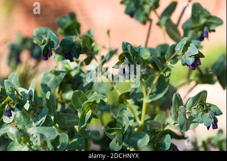 Cerinthe Major var. Purpurescens, Honeymott, en fleur Banque D'Images