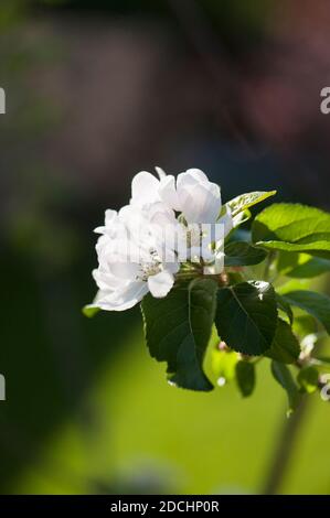 Pomme, Malus domestica ‘Diable rouge’ fleurir sur un jeune arbre au printemps Banque D'Images