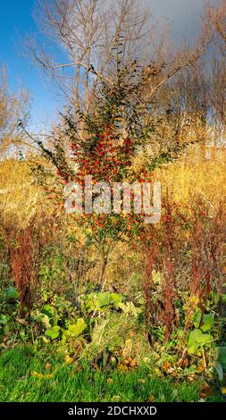 Red Berry Tree and plants at Figgate Park, Édimbourg, Écosse, Royaume-Uni Banque D'Images