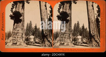 Section du Big Tree, 30 pieds de diamètre, et Maison au-dessus du Stump, des Sentinels., image fixe, stéréographes Banque D'Images