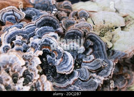 Gros plan le jour bleu-gris et couleur cuivre Turkey Tail poussant sur un arbre. Banque D'Images