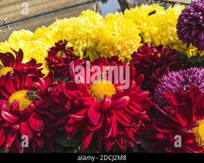 Un gros plan des abeilles sur les fleurs de chrysanthème rouge sous le lumière du soleil Banque D'Images