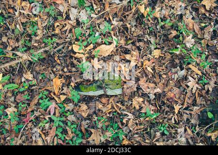 Chaussure de tennis Lone posée sur le sol de la forêt avec de la mousse qui pousse sur la chaussure. Banque D'Images