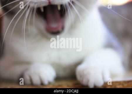 Le chat rayé blanc et gris fait une large moustache. Arrière-plan flou. Banque D'Images
