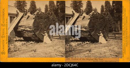 Section du Big Tree, 30 pieds de diamètre, comté de Calaveras., image fixe, stéréographes Banque D'Images