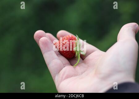 La main de l'homme tient une fraise rouge Banque D'Images