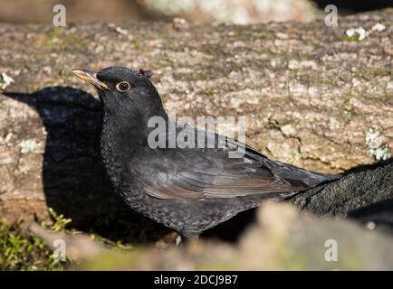 La femelle adulte Blackbird (Turdus merula) s'assit sur une branche au soleil. Banque D'Images