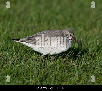 Bécasseau maubèche (Calidris canutus) en plumage d'hiver sur la côte du Yorkshire. Banque D'Images