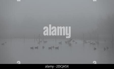 Oies des graylags sauvages sur l'eau du lac sur un très gris Et matin brumeux dans le sud de la Suède Banque D'Images