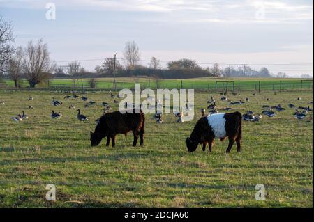 Deux jeunes Calfs Galloway paissent dans un pâturage vert pendant Les oies des graylags se reposent derrière elles Banque D'Images