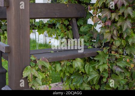Banc en bois peint par coloration en noir attaché à des colonnes rectangulaires enremplies de vignes de raisins sauvages avec des feuilles de vert, bordeaux et bruns, Banque D'Images