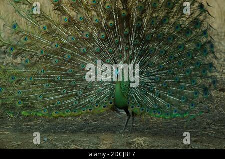 Pendant la saison de reproduction, les oiseaux mâles montrent leurs plumes de queue devant les oiseaux femelles, la paon verte (Pavo muticus), le paon Banque D'Images