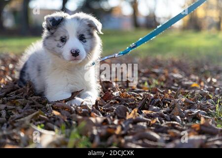 Gros plan d'un chiot Collie Blue Merle border couché en plein air Banque D'Images