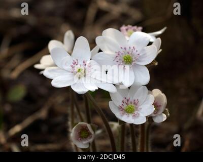 Hepatics blancs de jardin Anemone hepatica (hepatica commun, livermoort, kidneywort, pennywort), Hepatica révélé au début du printemps dans le jardin. Banque D'Images