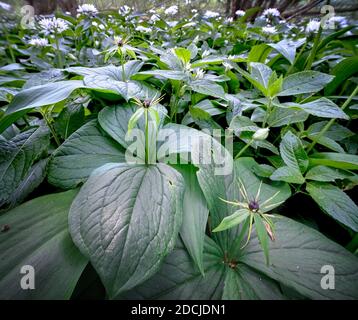 Herb Paris en pleine croissance dans les bois anciens de Sussex, Royaume-Uni Banque D'Images