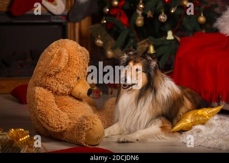 Chien de Collie couché sur le sol à côté d'un grand ours en peluche sur fond de décorations de noël Banque D'Images