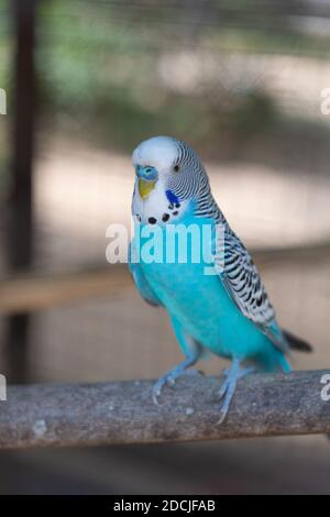 Parrot de Budgerigar (Melopsittacus undulatus) sur une branche Banque D'Images