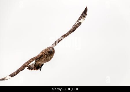 Un grand skua, Catharacta skua, fait le contact visuel voler au large de Shetland. Banque D'Images