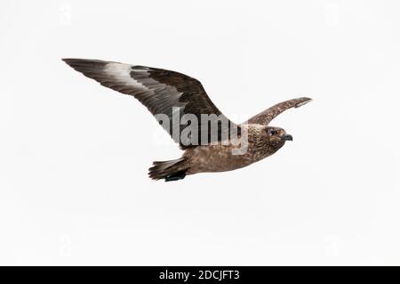 Un grand skua volant, Catharacta skua, au large de Shetland. Banque D'Images