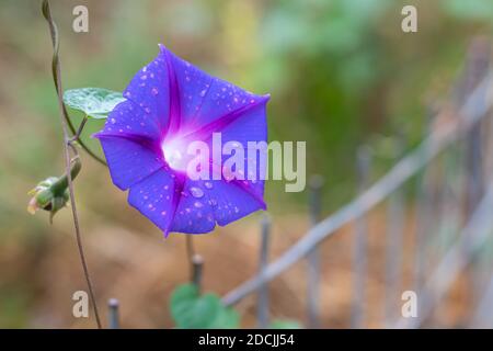 Ipomoea purpurea (Purple Morning Glory) fleur, avec des gouttes d'eau après la pluie Banque D'Images