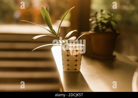 Belle plante naturelle dans la tasse dans le café restaurant avec couleurs chaudes Banque D'Images