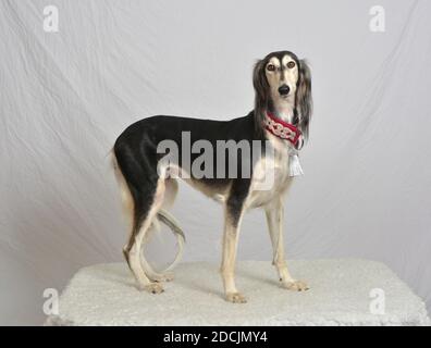 Magnifique chien de race Saluki noir et blanc debout sur toute la longueur un arrière-plan blanc Banque D'Images