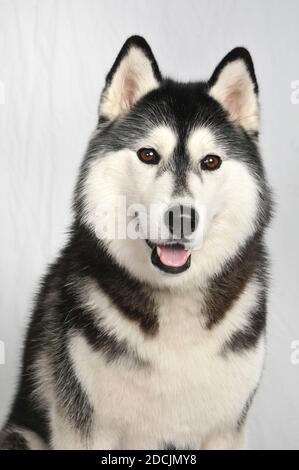 Husky sibérien noir et blanc sur fond blanc Banque D'Images