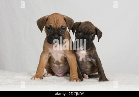 Deux chiots Boxer sur fond blanc en regardant le appareil photo Banque D'Images