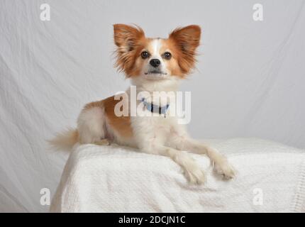 Chien blanc brun avec de grandes oreilles regardant l'appareil photo, pleine longueur sur un fond blanc Banque D'Images