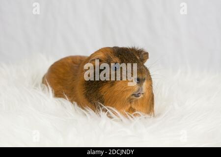 Cobaye sur un fond blanc en regardant vers la caméra Banque D'Images