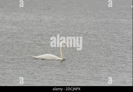 White Mute Swan nageant sur le lac Ontario avec des ondulations bleues eau Banque D'Images