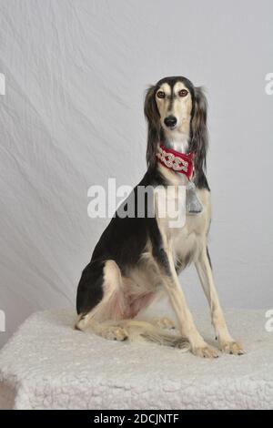 Un beau Saluki noir et blanc, assis, regardant l'appareil photo sur un fond blanc haut clé Banque D'Images