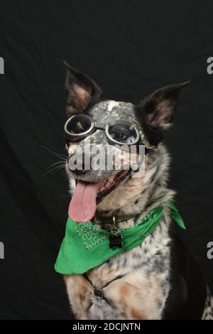 Chien de bétail australien portant des verres punk à vapeur et un vert bandana sur un fond noir de studio Banque D'Images