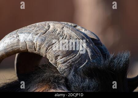 Détail corne de chèvre pygmée africaine (Capra hircus hircus) Banque D'Images