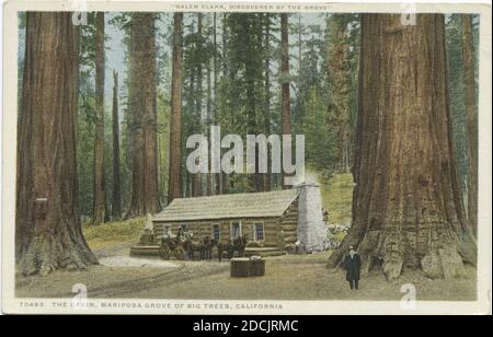 La cabane, le bosquet des grands arbres, Mariposa, Californie, image fixe, cartes postales, 1898 - 1931 Banque D'Images