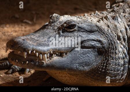 Portrait en gros plan de l'alligator américain (Alligator mississippiensis) Banque D'Images