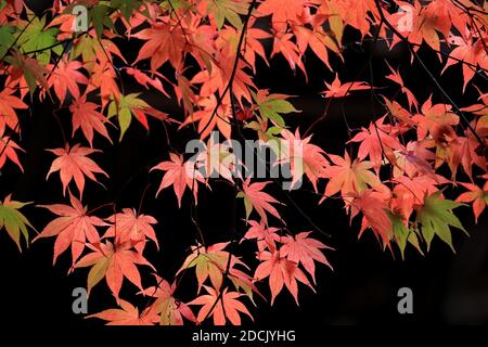 Kyoto, Japon. 21 novembre 2020. Des feuilles d'érable de couleur rouge sont vues au temple Imakunano-kannonji à Kyoto le samedi 21 novembre 2020. Les gens ont apprécié le feuillage d'automne coloré dans l'ancienne capitale du Japon, au milieu de l'épidémie du nouveau coronavirus. Credit: Yoshio Tsunoda/AFLO/Alay Live News Banque D'Images