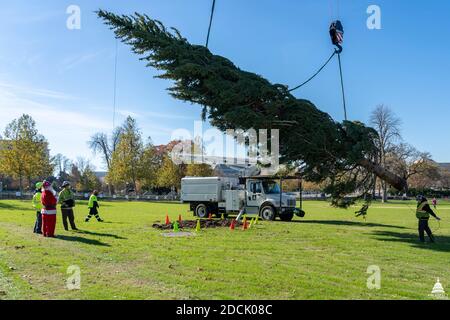 Washington, États-Unis d'Amérique. 20 novembre 2020. Washington, États-Unis d'Amérique. 20 novembre 2020. Une grue lève l'arbre de Noël du Capitole des États-Unis pour le mettre en place sur la pelouse ouest du Capitole le 20 novembre 2020 à Washington DC. L'arbre de Noël est une épinette d'Engelmann de 55 pieds récoltée dans la forêt nationale de Gunnison, au Colorado. Crédit : Thomas Hatzenbuhler/architecte du Capitole/Alamy Live News Banque D'Images