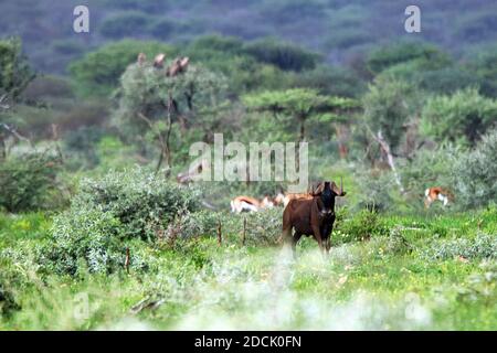 Un seul Wildebeest noir (Connochaetes gnou) qui broutage pendant la saison des pluies à la réserve d'Erindi dans la région d'Erongo, en Namibie. Banque D'Images