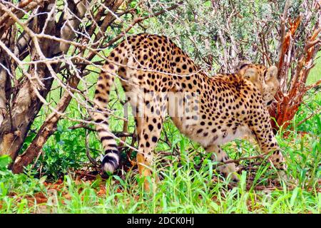 Un jeune Cheetah (Acinonyx jubatus) dans les herbes pendant la saison humide à la réserve de gibier d'Erindi, Erongo, Namibie Banque D'Images