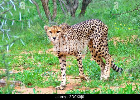 Un jeune Cheetah (Acinonyx jubatus) dans les herbes pendant la saison humide à la réserve de gibier d'Erindi, Erongo, Namibie Banque D'Images