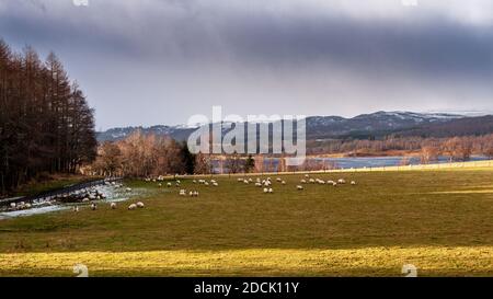 Des moutons se broutent dans un champ au-dessus du Loch Insh près d'Aviemore à Strathspey, sous les montagnes de Cairngorms. Banque D'Images